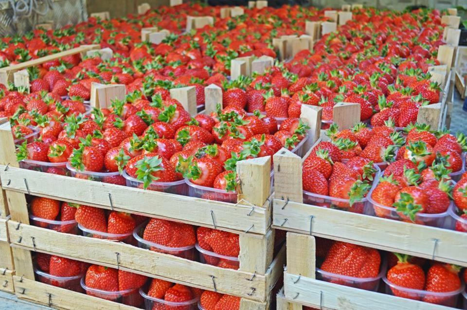 Agriturismo La Ruota モンテルーポ・アルベーゼ エクステリア 写真